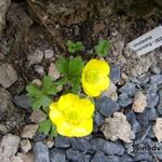 Ranunculus montanus - Berg-Hahnenfuß