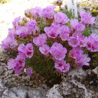 Armeria juniperifolia 'Bevan's Variety'