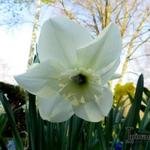 Narcissus 'Princess Zaide' - 