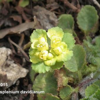 Chrysosplenium davidianum