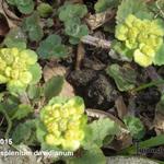 Chrysosplenium davidianum - 