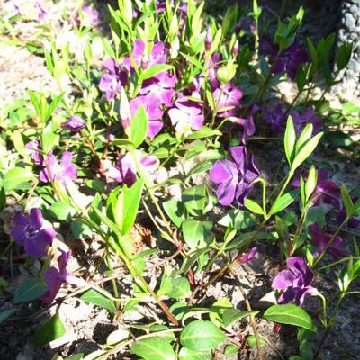 Vinca minor 'Atropurpurea' - Vinca minor 'Atropurpurea'