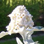 Buddleja 'Silver Anniversary' - 