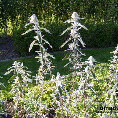 Buddleja 'Silver Anniversary' - 