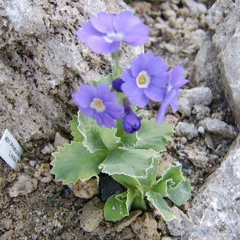 Primula marginata 'Linda Pope'