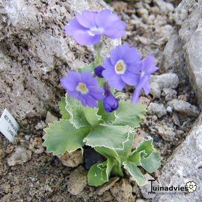 Primula marginata 'Linda Pope'  - 