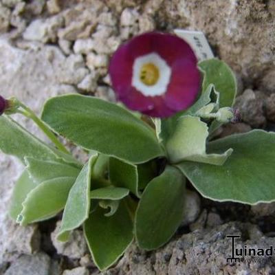 Primula auriculata 'Taffeta' - 