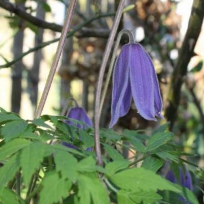 Clematis alpina 'Cyanea' - 