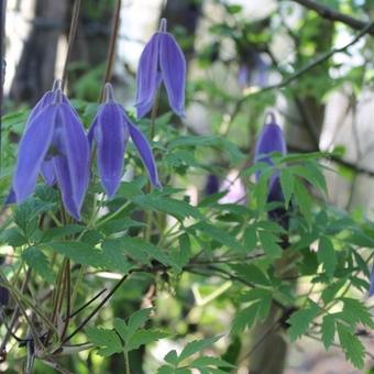 Clematis alpina 'Cyanea'