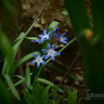 Chionodoxa - Sternhyazinthen