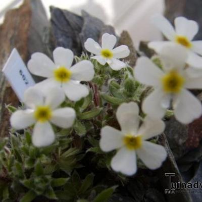 Androsace villosa - 