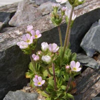 Androsace rioxana - 