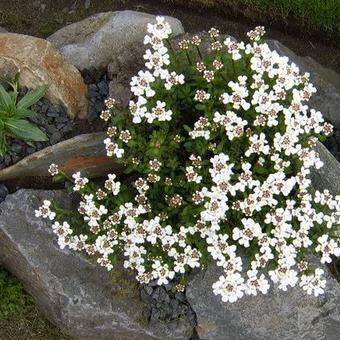 Iberis sempervirens