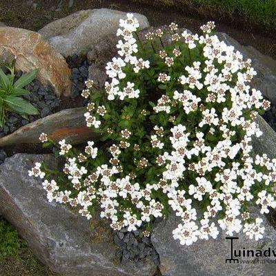 Iberis sempervirens - Immergrüne Schleifenblume