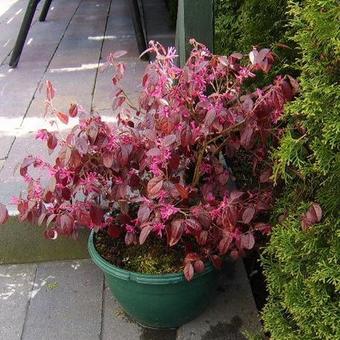 Loropetalum chinense 'Black Pearl'