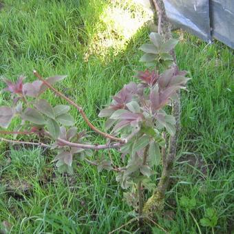 Sambucus racemosa 'Tenuifolia'