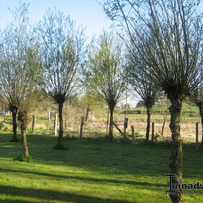 Salix alba - Silber-Weide - Salix alba