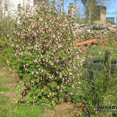 Ribes sanguineum roseum - 