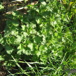 Urtica dioica - Große Brennnessel