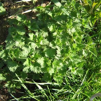 Urtica dioica