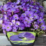 Aubrieta AXCENT 'Blue with Eye' - 