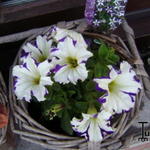 Petunia 'CRAZYTUNIA Starlight Blue' - 