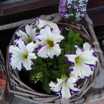 Petunia 'CRAZYTUNIA Starlight Blue'