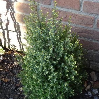 Juniperus communis 'Schneverdinger Goldmachangel'