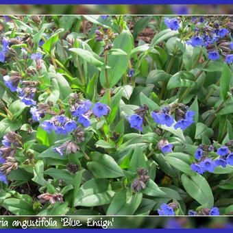 Pulmonaria angustifolia 'Blue Ensign'