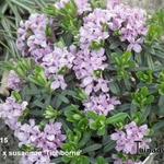 Daphne x susannae ‘Tichborne’ - 