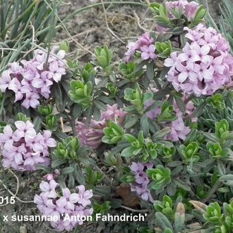 Daphne x susannae 'Anton Fahndrich'