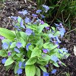 Omphalodes cappadocica 'Cherry Ingram' - 