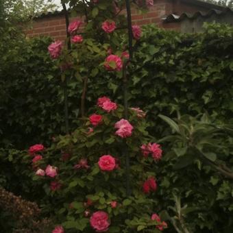 Rosa 'Zephirine Drouhin'