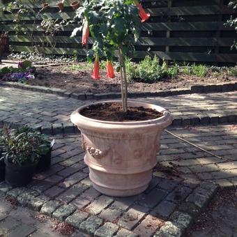 Brugmansia sanguinea