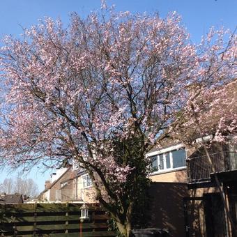 Prunus serrulata 'Royal Burgundy'