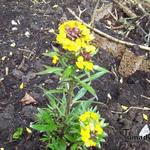 Erysimum 'Yellow Bird' - 