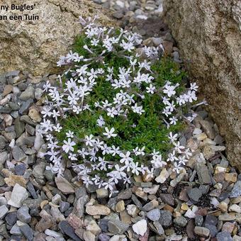 Phlox 'Tiny Bugles'