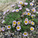 Erigeron sp. (Bighorn Mountains) - 