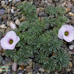 Oxalis enneaphylla - 