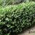 Buxus microphylla 'Faulkner'