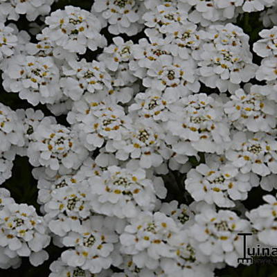 Iberis sempervirens 'Snowflake' - Iberis sempervirens 'Snowflake'