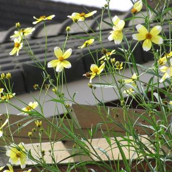 Bidens aurea 'Hannay's Lemon Drop'