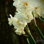 Narcissus 'Sir Winston Churchill' - 