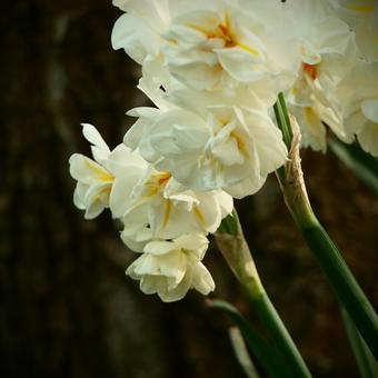 Narcissus 'Sir Winston Churchill'