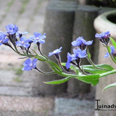 Anchusa azurea 'Loddon Royalist'