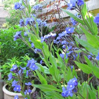 Anchusa azurea 'Loddon Royalist'