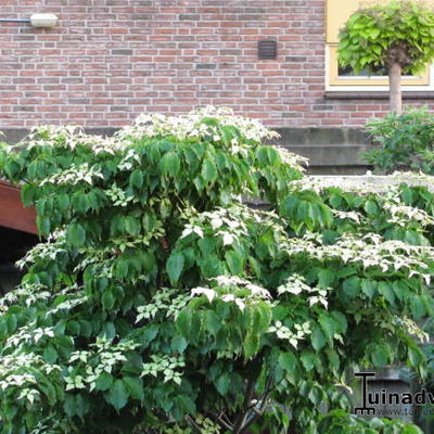 Cornus kousa subsp. chinensis - Cornus kousa var. chinensis