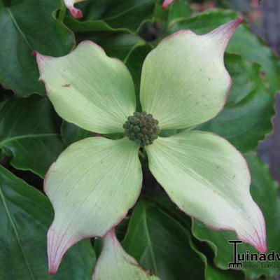 Cornus kousa var. chinensis - Chinesischer Blumen-Hartriegel - Cornus kousa var. chinensis