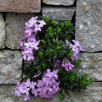 Daphne x susannae ‘Tichborne’