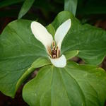 Trillium chloropetalum 'Alba'  - 